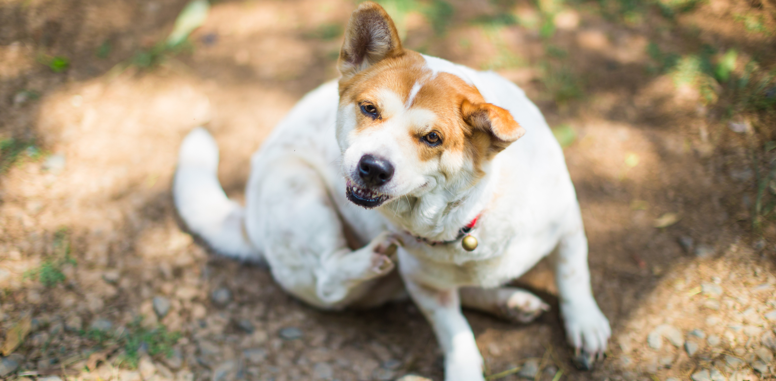 Pet photo
